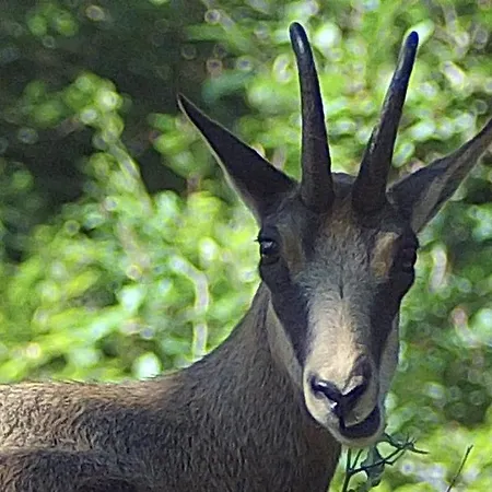 Holiday Polsak Appartamento *